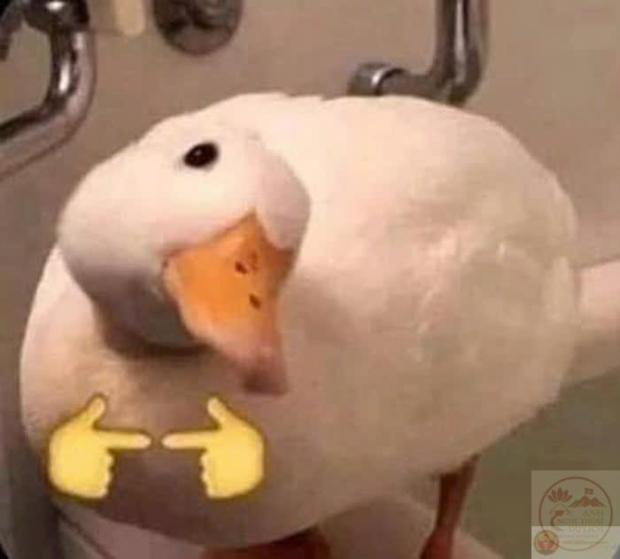 động vật chế ảnh đáng yêu