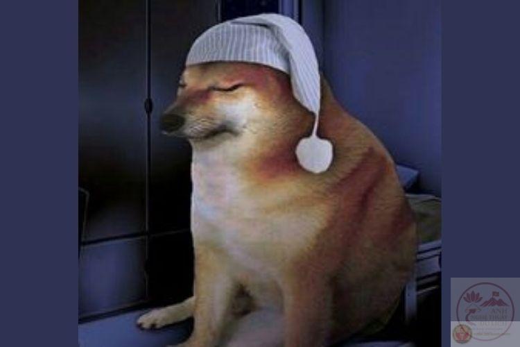 ảnh chế động vật hài hước