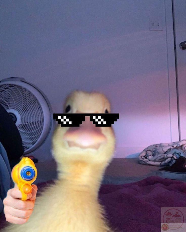 ảnh chế vật hài hước nhất