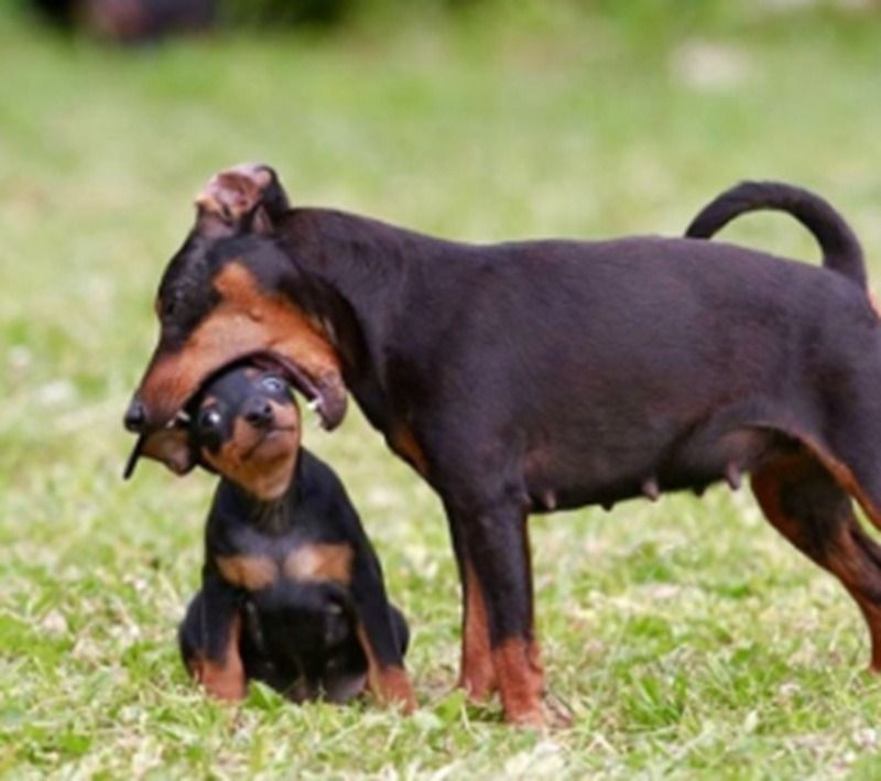 Ảnh chó meme nhe răng