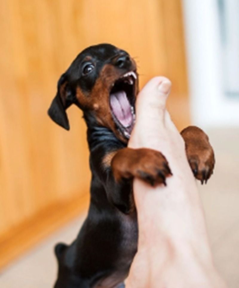 Ảnh chó meme nhe răng