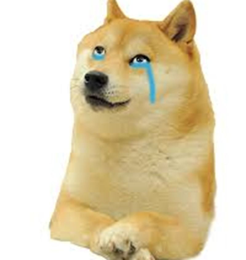 Ảnh chó meme khóc, buồn