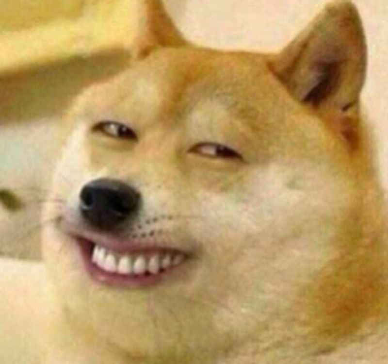 Ảnh chó meme hài hước, tếu