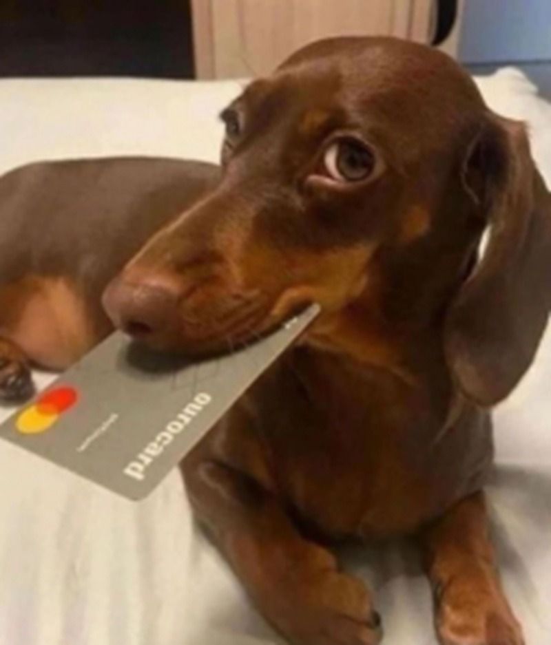 Ảnh chó meme hài hước, tếu