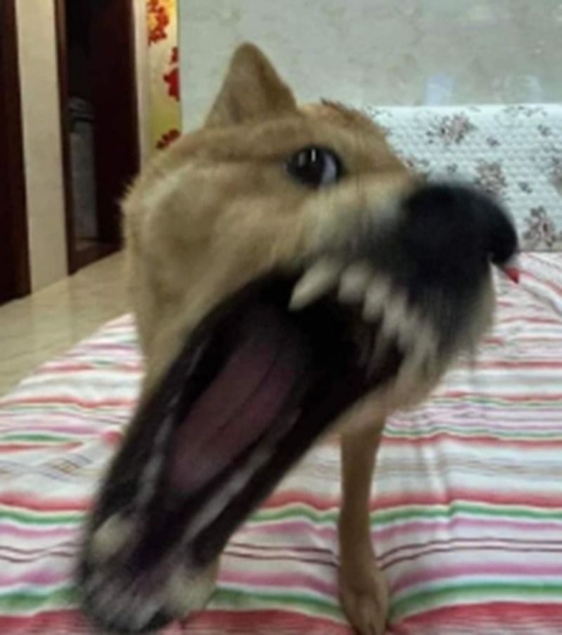 Ảnh chó meme nhe răng