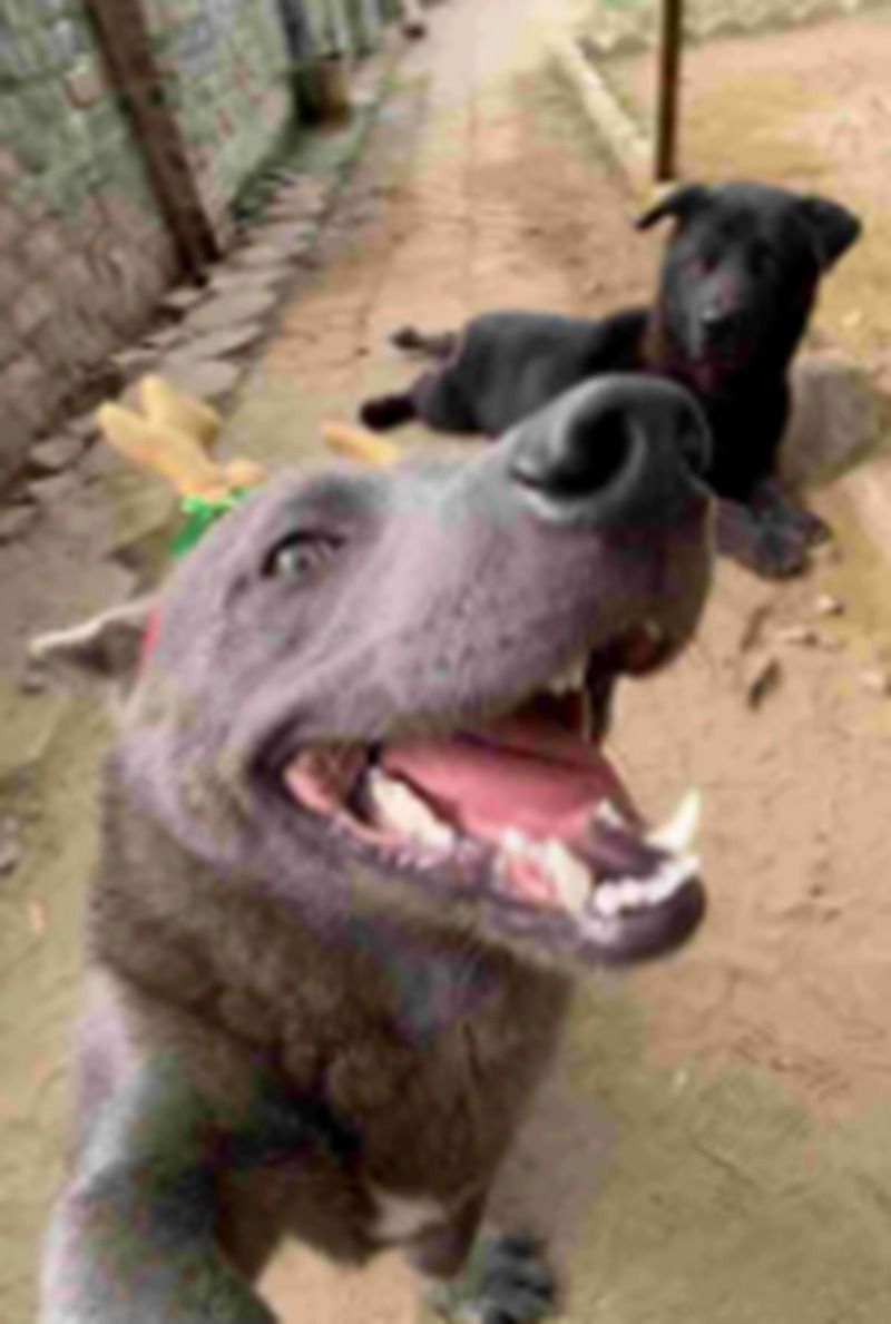 Ảnh chó meme nhe răng