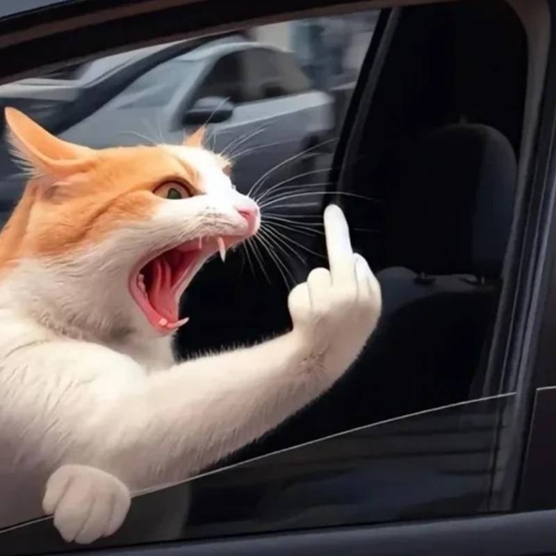 hình ảnh mèo dơ ngón giữa meme