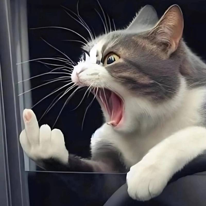 meme mèo đen dơ ngón giữa