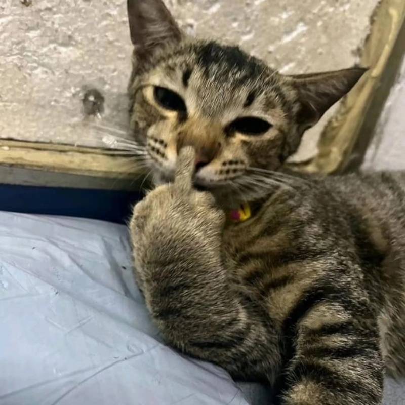 meme mèo con dơ ngón giữa