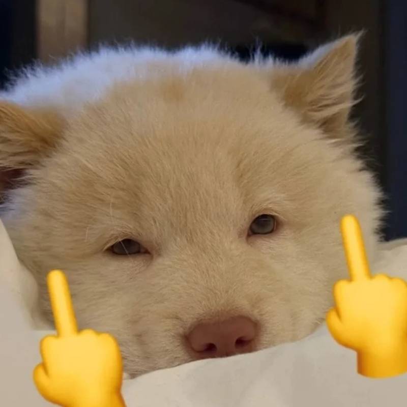 meme chó con dơ ngón giữa