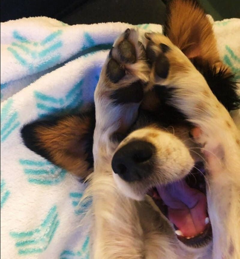 Meme ngại động vật