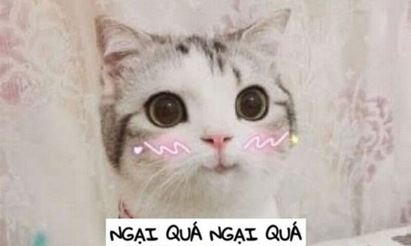 Meme ngại động vật