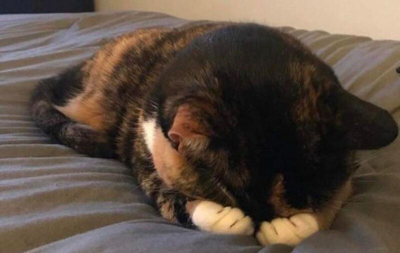 Meme ngại động vật