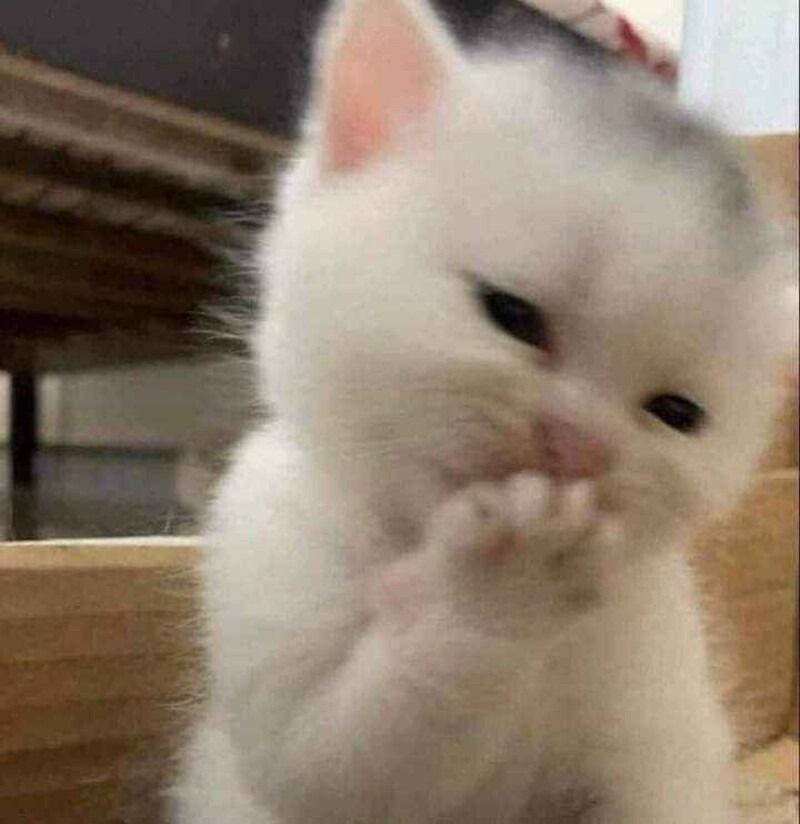 Meme ngại động vật