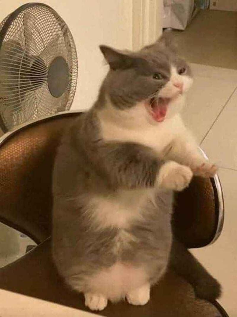 Meme tức giận hình động vật