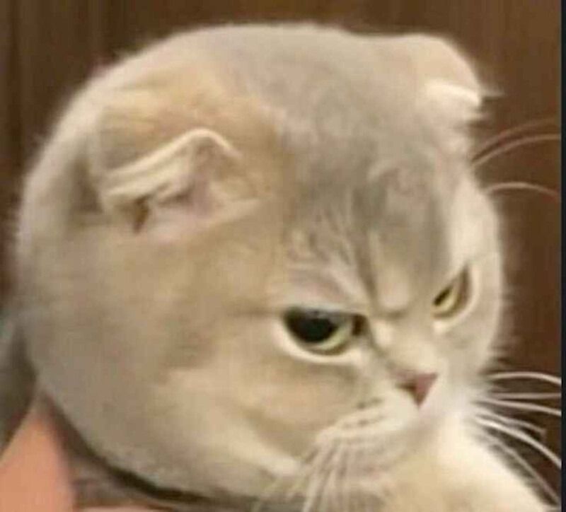 Meme tức giận hình động vật