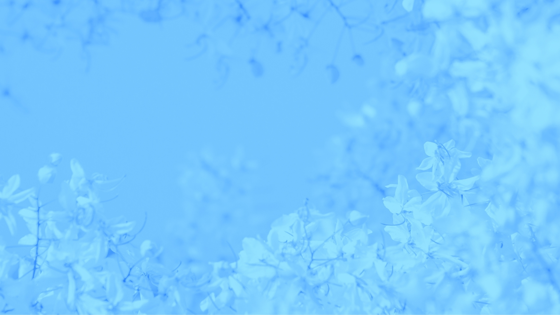 background hoa xanh duong