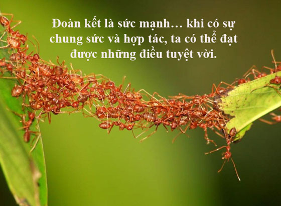 Những danh ngôn về tinh thần đoàn kết, tục ngữ sự đoàn kết vượt qua khó khăn truyền cảm hứng