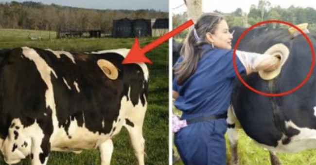 Thực hư về những cái lỗ to được khoét trên bụng con bò sữa đang gây phẫn nộ