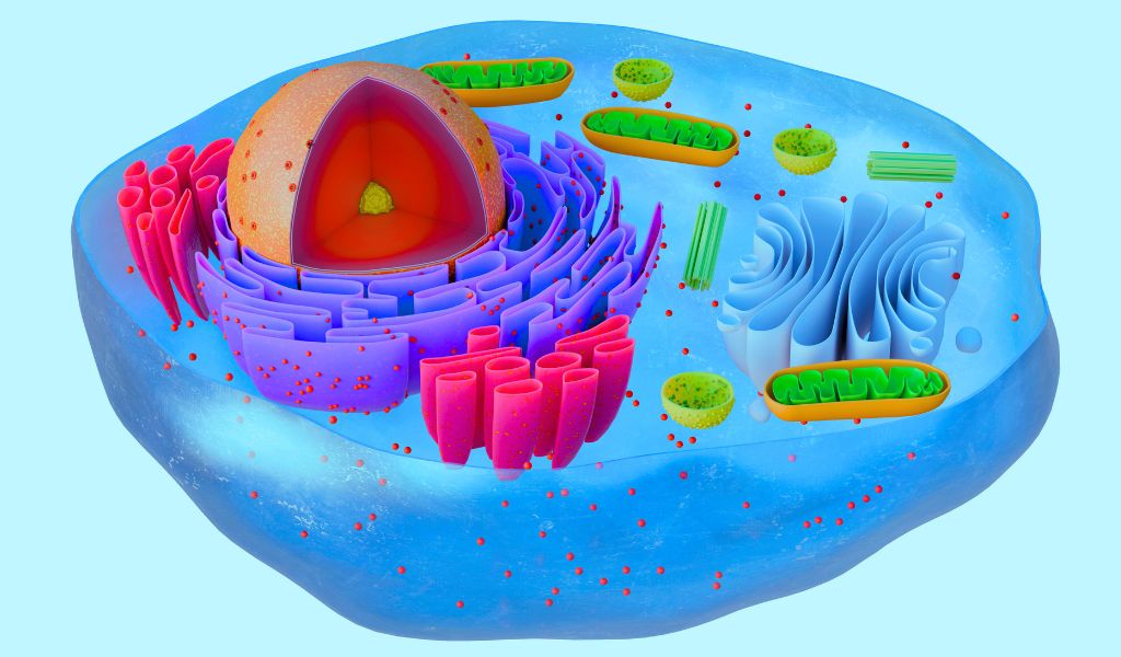 Tế bào gan là gì? Khả năng tái tạo và tự phục hồi của tế bào
