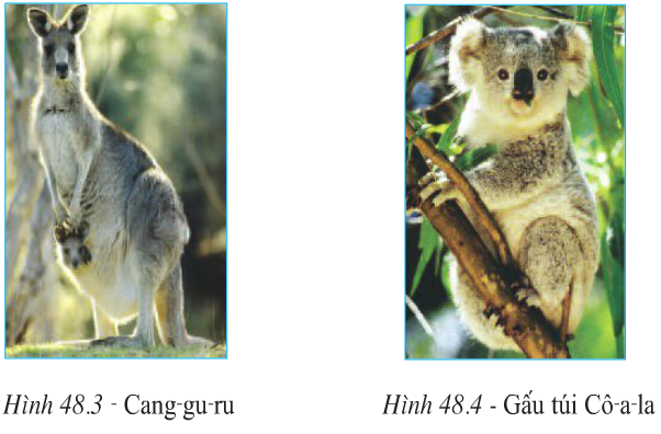 Lý thuyết, Trắc nghiệm Địa Lí 7 Bài 48: Thiên nhiên châu Đại Dương | Lý thuyết và trắc nghiệm Địa Lí 7 chọn lọc có đáp án