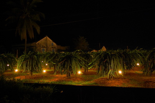 FUNO - Kỹ Thuật Chong Đèn Cho Cây Thanh Long Đạt Năng Suất Cao Nghị