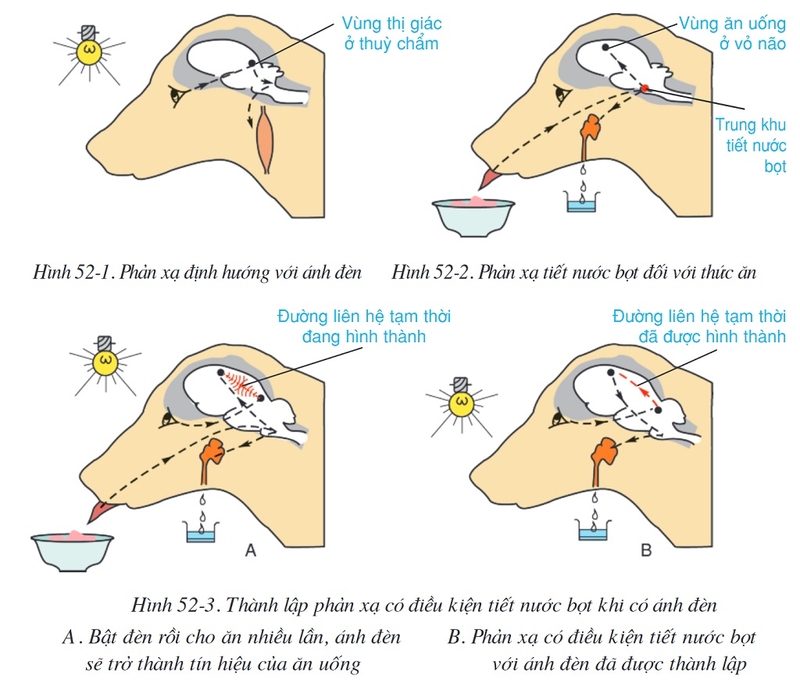 Phản xạ có điều kiện là gì? Phân loại các dạng phản xạ có điều kiện 3
