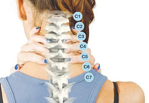 Cột sống con người có bao nhiêu đốt sống?