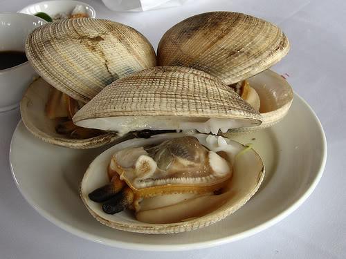 Con ngán Quảng Ninh – Đặc sản biển có cái tên độc lạ