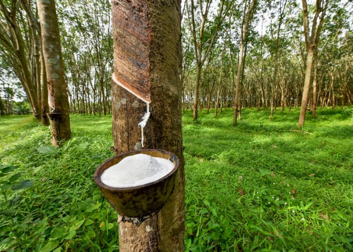 Cao su thiên nhiên là gì? Nguồn gốc, đặc điểm và ứng dụng