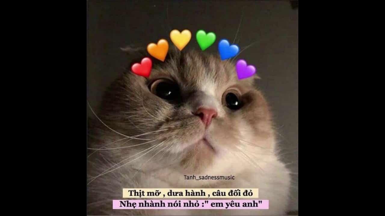 Dễ dàng tìm thấy những meme về thú cưng với caption dễ thương trên internet - Nguồn ảnh: Internet