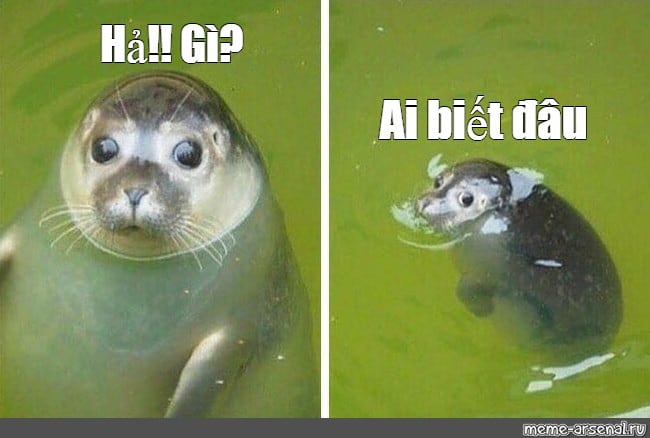 Gương mặt ngây thơ vô số tội - Nguồn ảnh: Internet