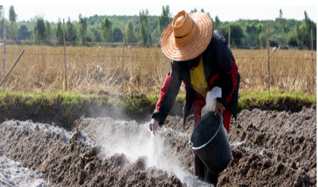 Nông dân đang thực hiện bón vôi và phân hữu cơ cải tạo đất feralit