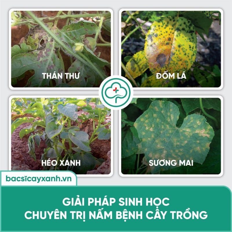 BS01 - Chaetomium trừ nấm bệnh sinh học