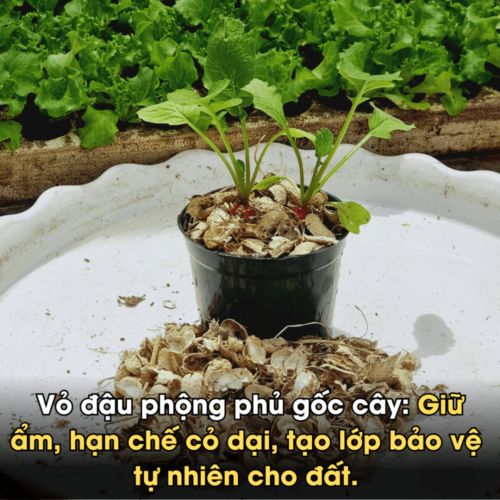 Vo Dau Phong Ep Banh (2)