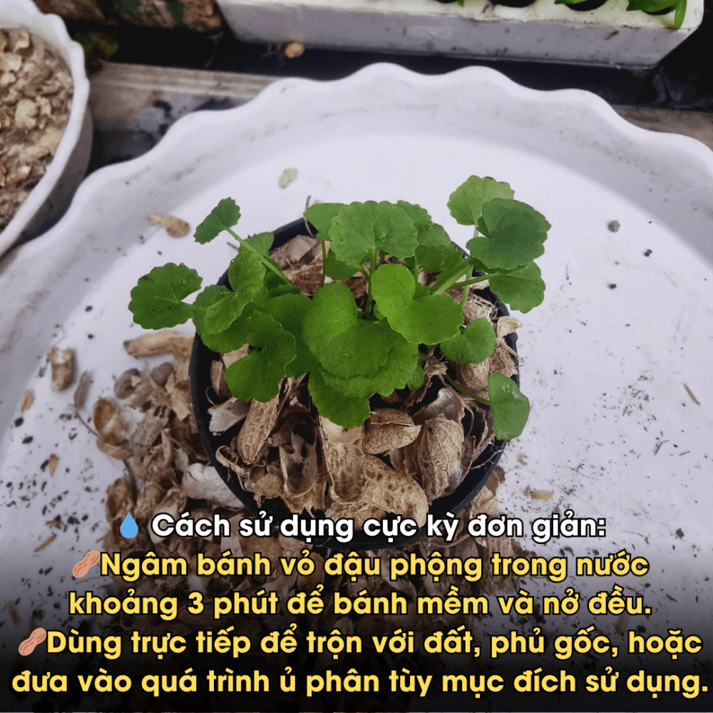 Vo Dau Phong Ep Banh (4)
