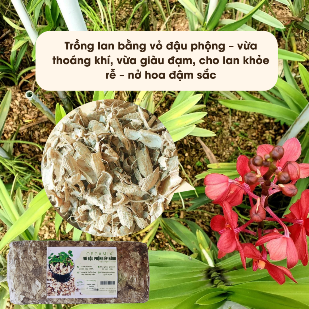 Vo Dau Phong Ep Banh (7)