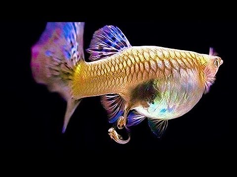 Cá bảy màu đẻ trứng hay đẻ con?