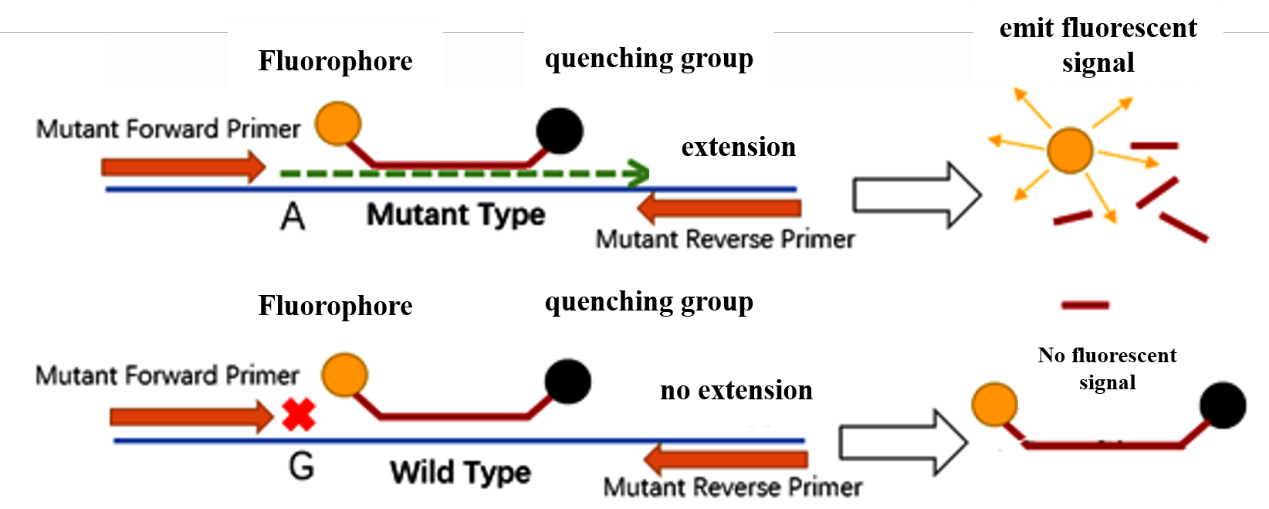 Phương pháp PCR để phát hiện đột biến điểm chính xác - cánh tay