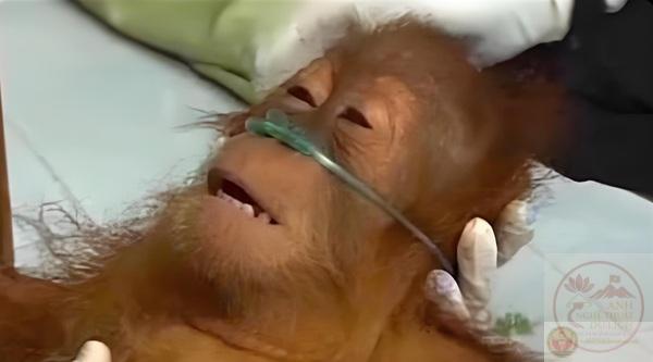 Hình ảnh thở oxy meme