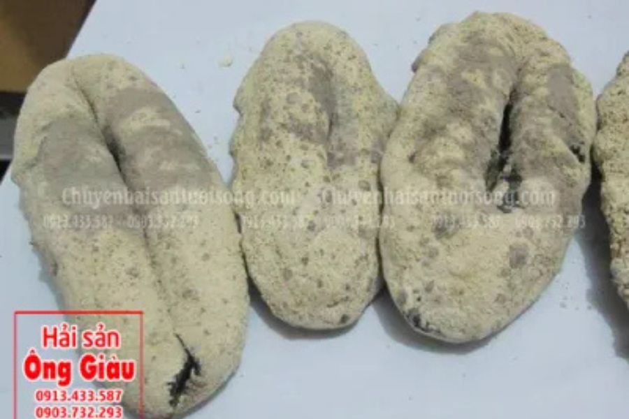 Hải sâm vú nàng