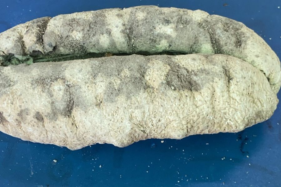 Hải sâm vú nàng