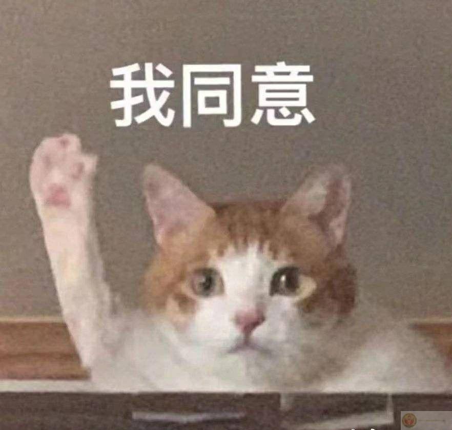 Trái tim tao không phải búp bê vải đâu má