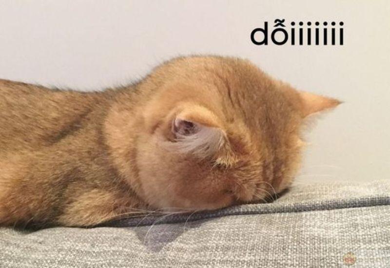 Không giận, chỉ không muốn nhìn mặt nữa