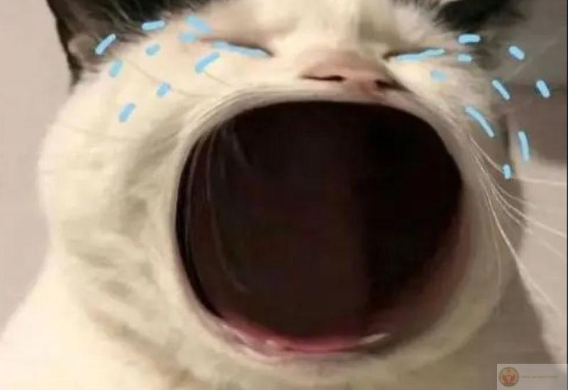 Không rep nữa, cho biết cảm giác bị lơ