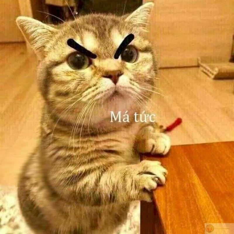 Không thèm nói chuyện nữa, tự hiểu đi