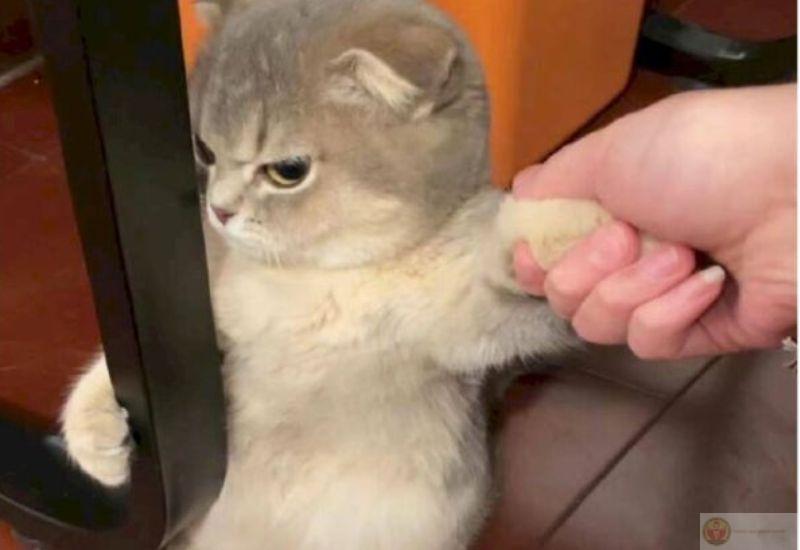 Meme dỗi dễ thương