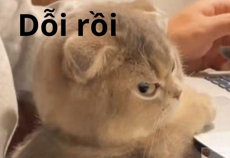 Meme dỗi cute