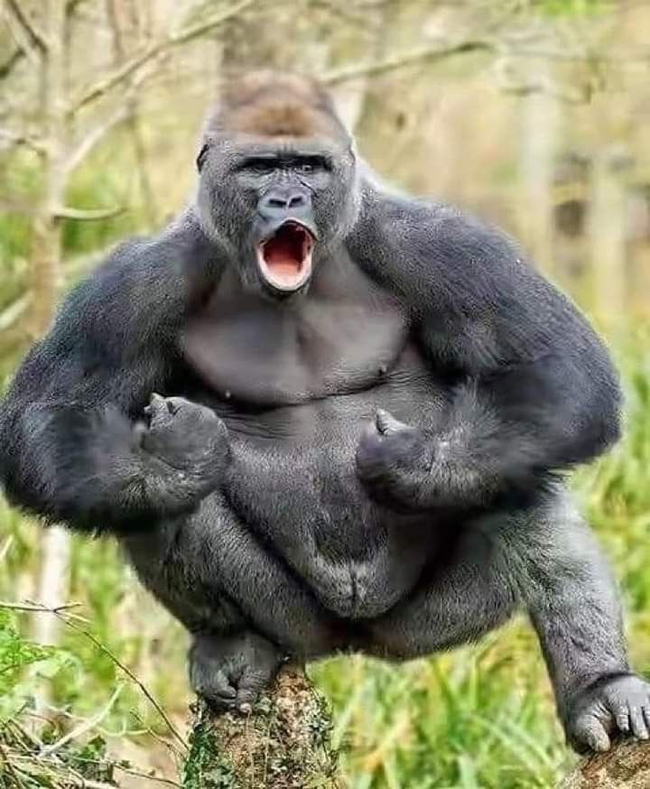 Hình ảnh khỉ đột hài hước