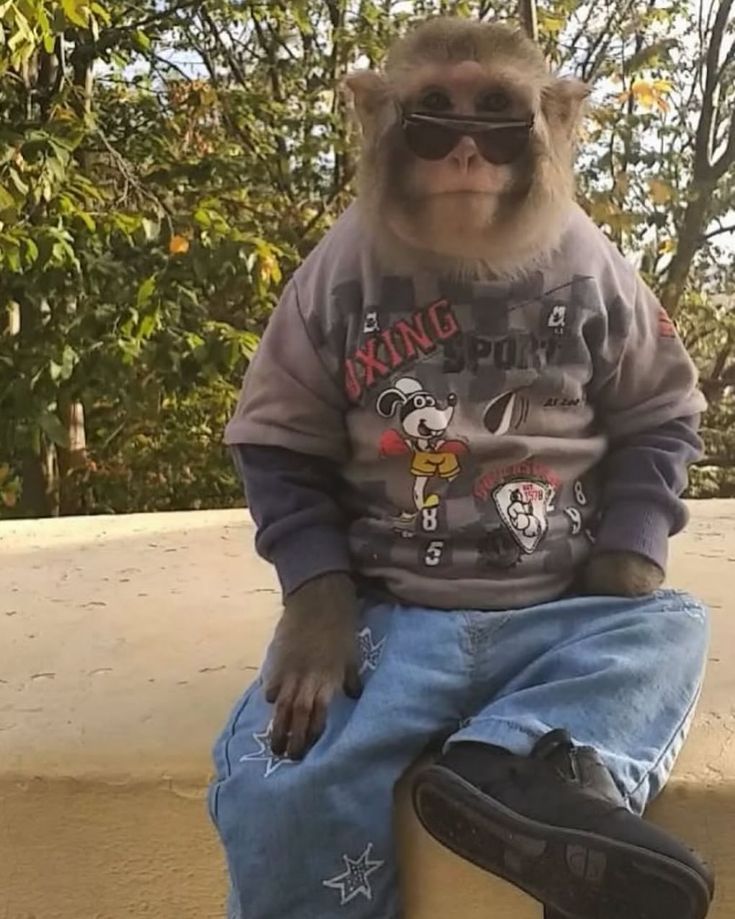 Con khỉ meme hài hước